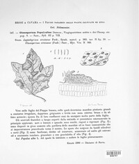 Gloeosporium populi-albae image
